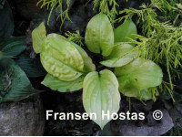Hosta 